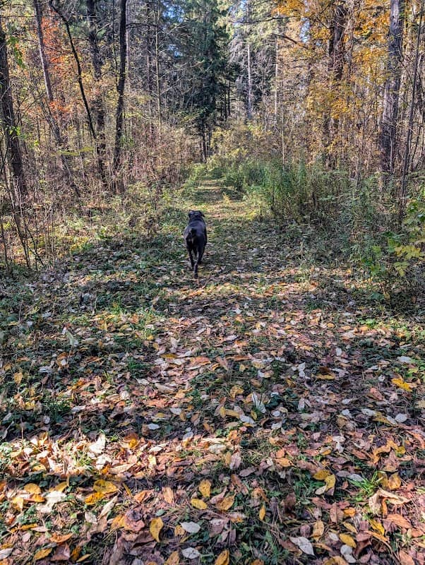 Victory Tract - Wellington County Forest - Image 1