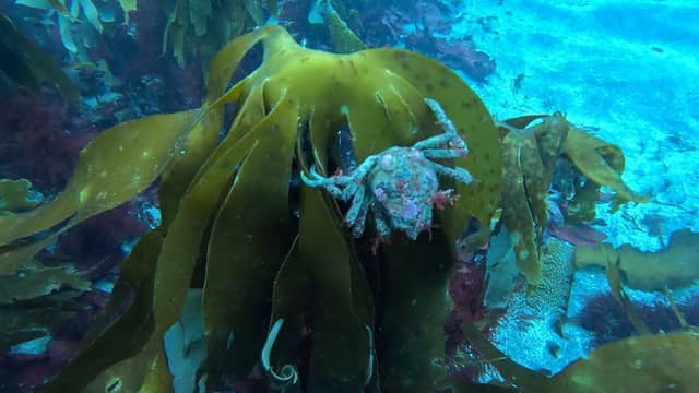 North Atlantic Diving - Image 1
