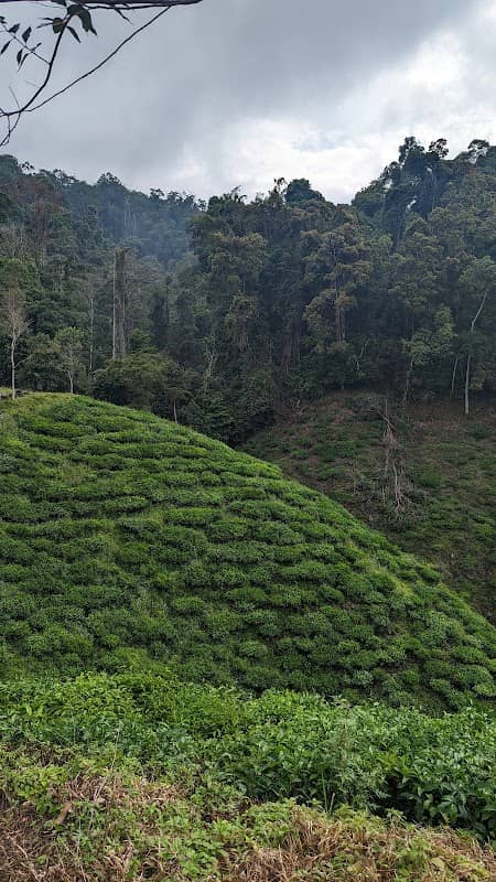 Tea Plantation Trail Starting Point - Image 3