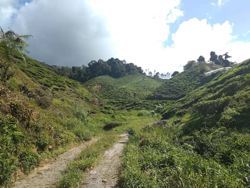Tea Plantation Trail Starting Point - Image 2
