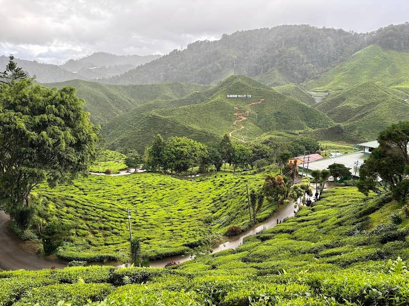 Tea Plantation Trail Starting Point - Image 1