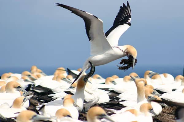 Cape Kidnappers Gannets & Private Wine Tour - Image 1
