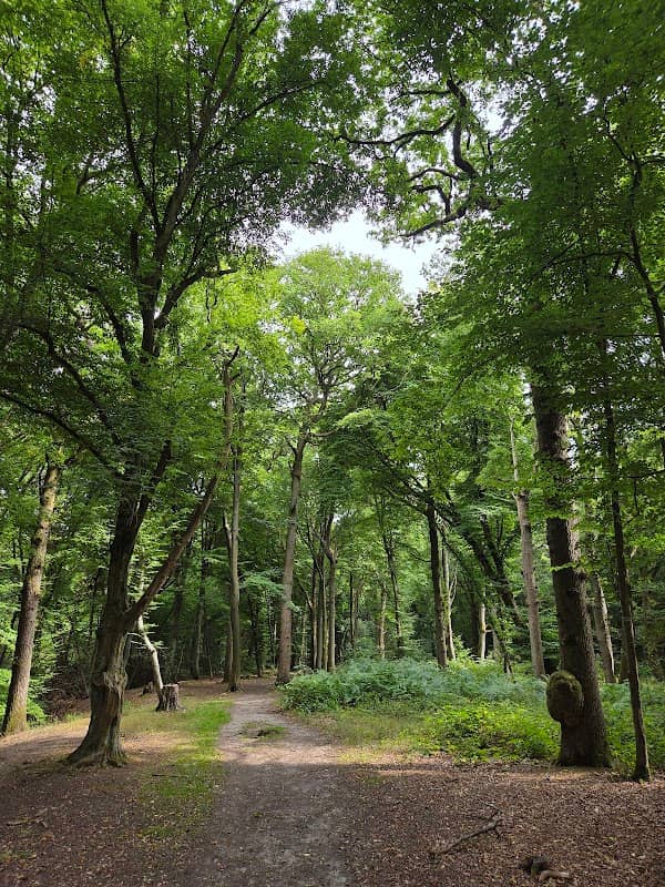 Northaw Great Wood Country Park - Image 1