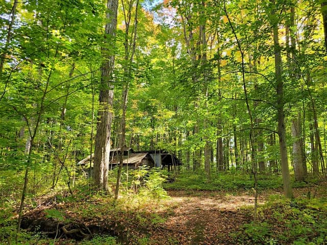 Walker Woods - Image 1