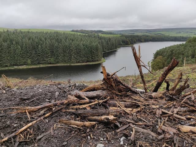 Darwen Community Memorial Forest - Image 1