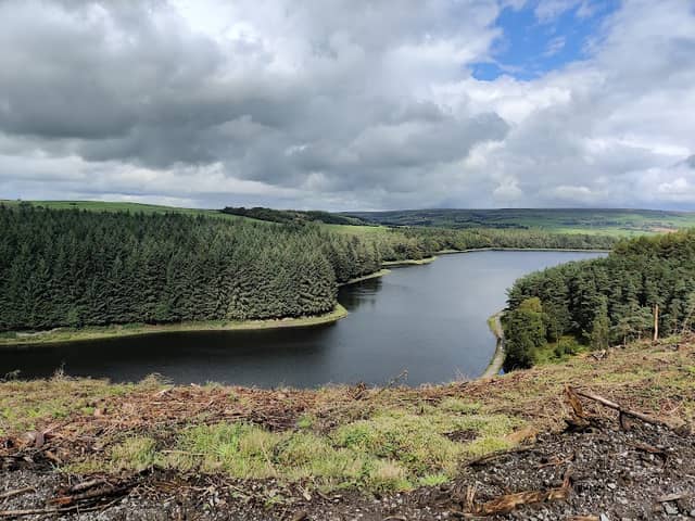 Darwen Community Memorial Forest - Image 2
