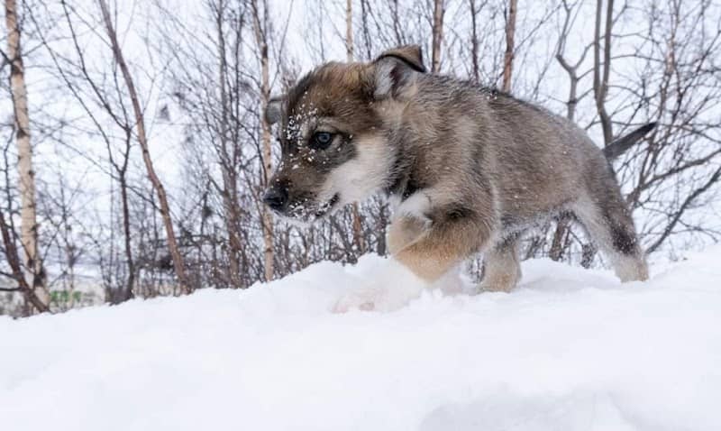 Abisko Hikes - Image 1