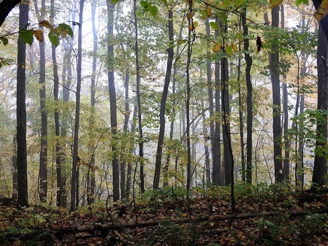 Gatineau Park - Image 2