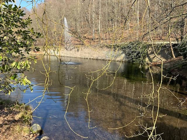 Teich - Image 1