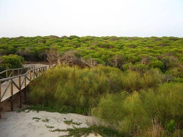 Pinar De La Almadraba - Image 2