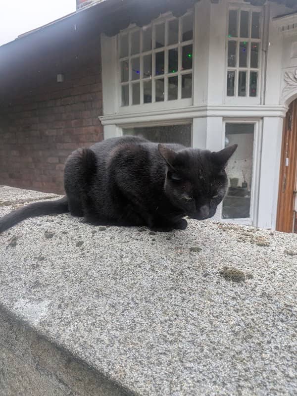 Friendly black cat - Image 1