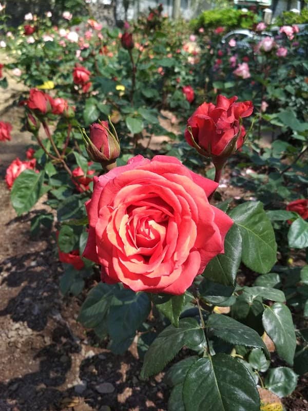 DR Thakur Rose Garden - Image 1