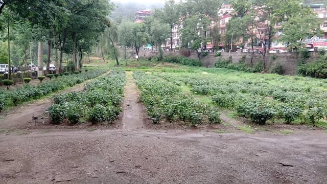 DR Thakur Rose Garden - Image 2