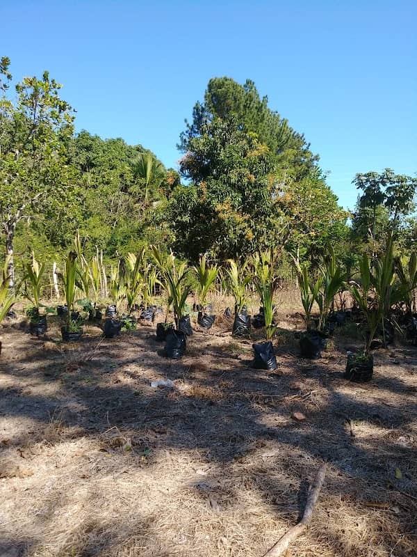 Coco Enano Rd - Image 1