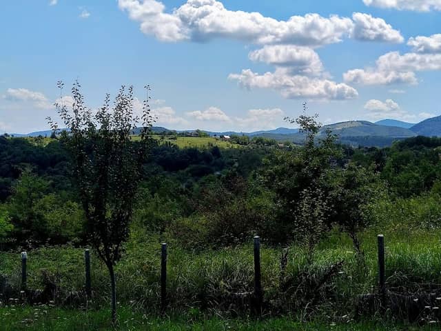 Mókuserdő - Image 1