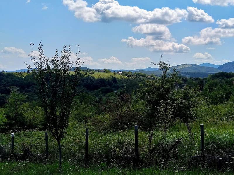 Mókuserdő - Image 1
