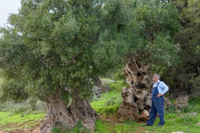 Vassilakis Estate - Olive Tour Crete - Image 1