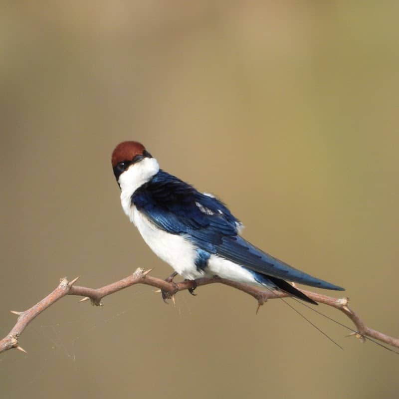 Muhana Conservation Reserve - Image 1