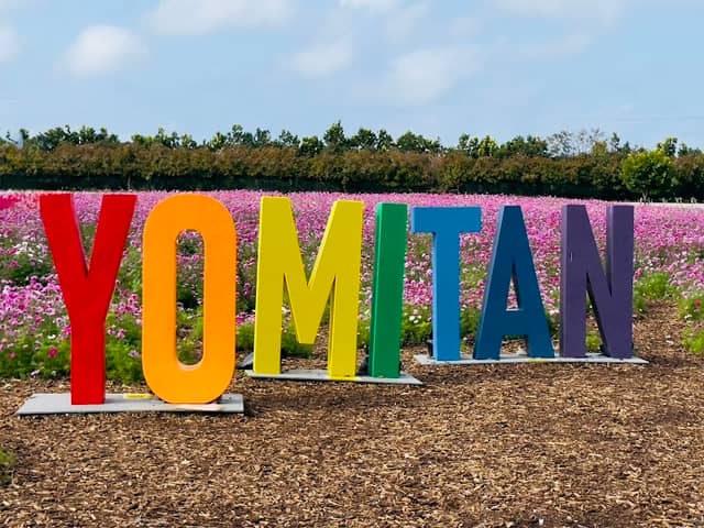 Yomitan Cosmos Flower Field - Image 1