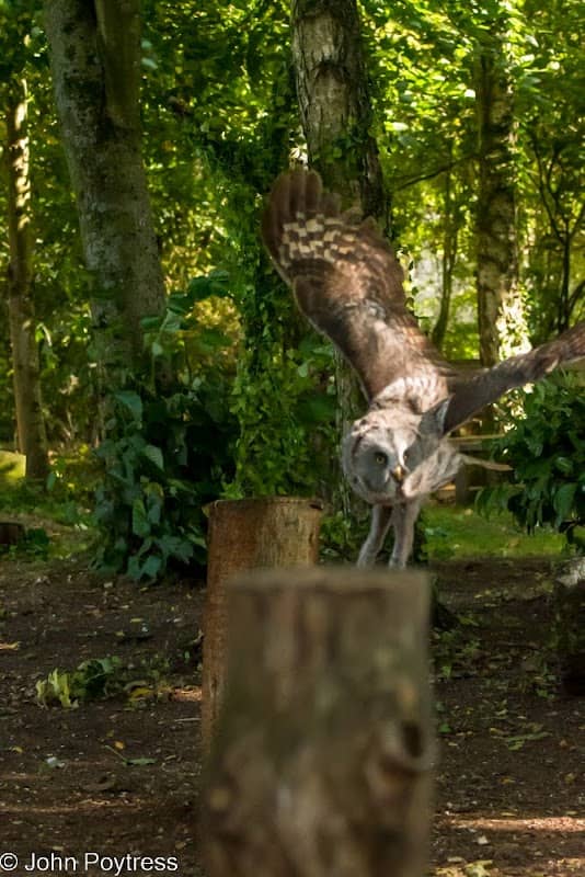 Hawk Conservancy Trust Bird of Prey Centre - Image 2