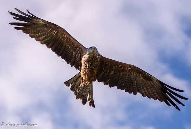 Hawk Conservancy Trust Bird of Prey Centre - Image 1