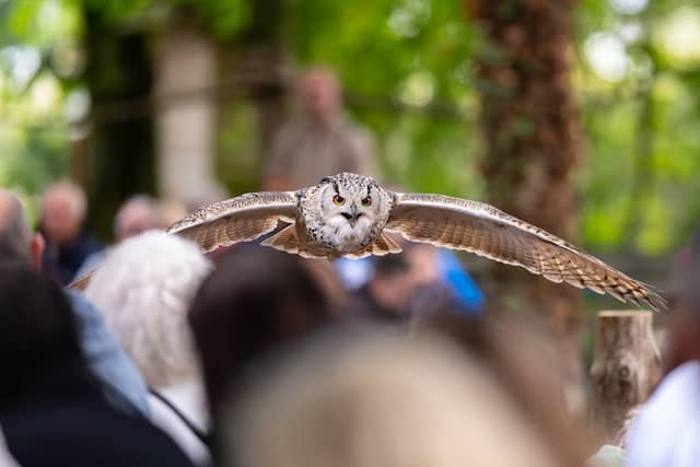 Hawk Conservancy Trust Bird of Prey Centre - Image 3