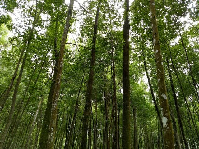 Matang Mangrove Forest Reserve Eco Park - Image 3