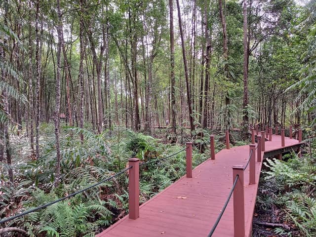Matang Mangrove Forest Reserve Eco Park - Image 2