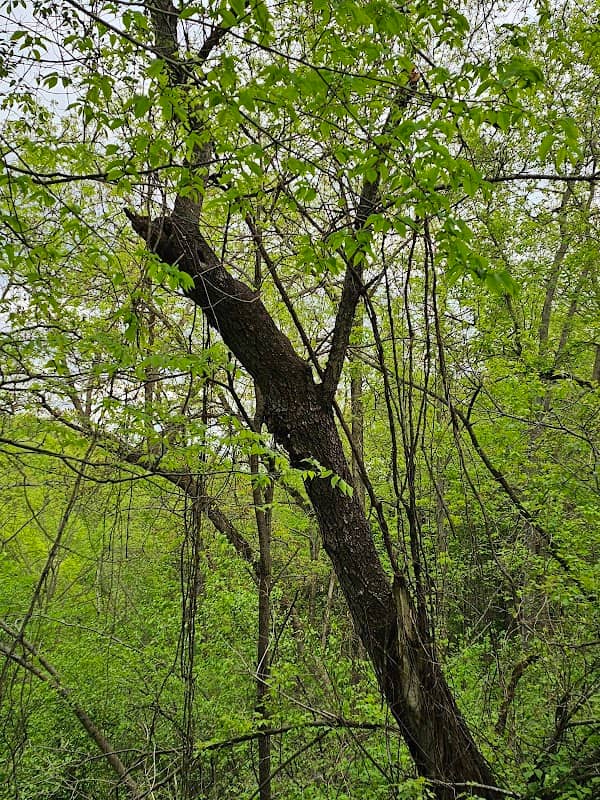 Blair Memorial park - Image 1