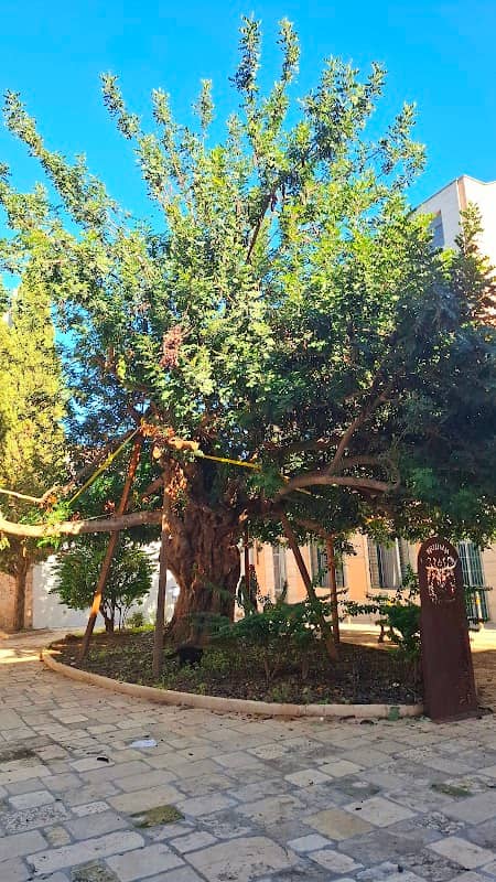 Old carrube tree - Image 2