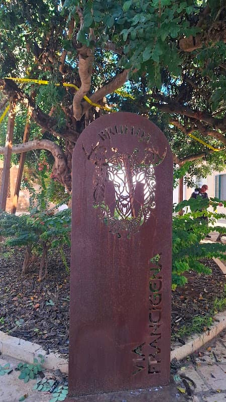 Old carrube tree - Image 1