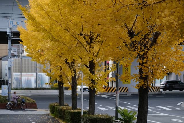 銀杏並木 - Image 1