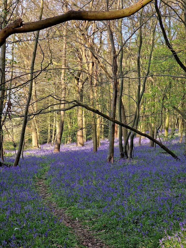 Chantry Wood - Image 3