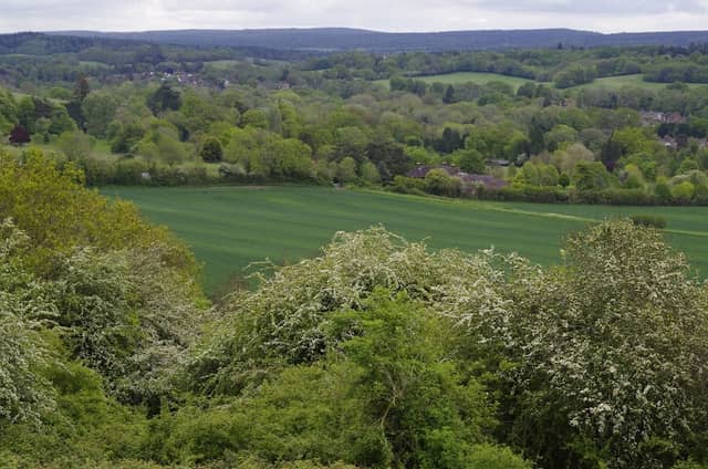 Chantry Wood - Image 2