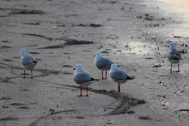Kurnell Point Lookout - Image 1