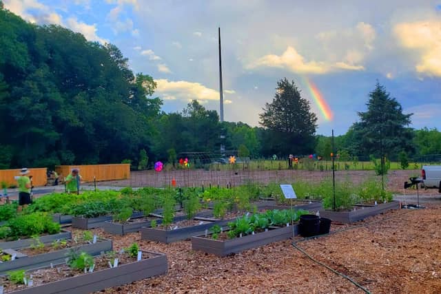 Garner Grows Community Garden - Image 2