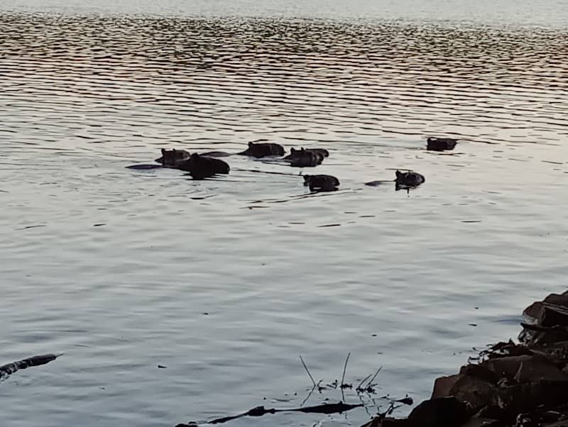 Chafariz do lago municipal - Image 1