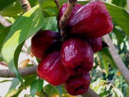 Árbol de Pomarrosa - Image 1