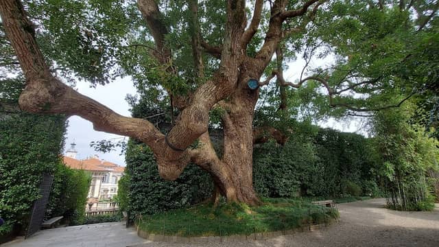 Albero secolare della Canfora - Image 1