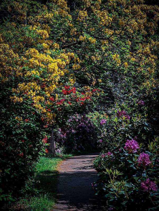 Hidden garden - Image 3