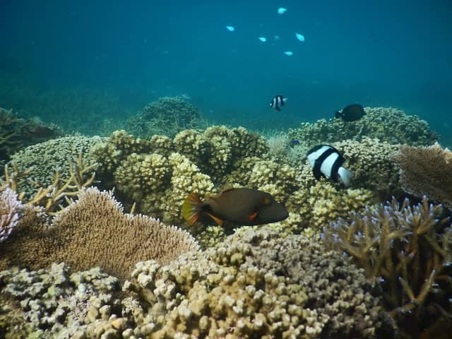 Palolo Deep Marine Reserve - Image 1