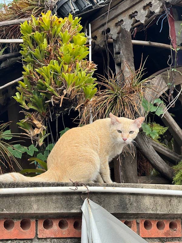 E Thung and E Pae | Jumbo Black Cat - Image 1