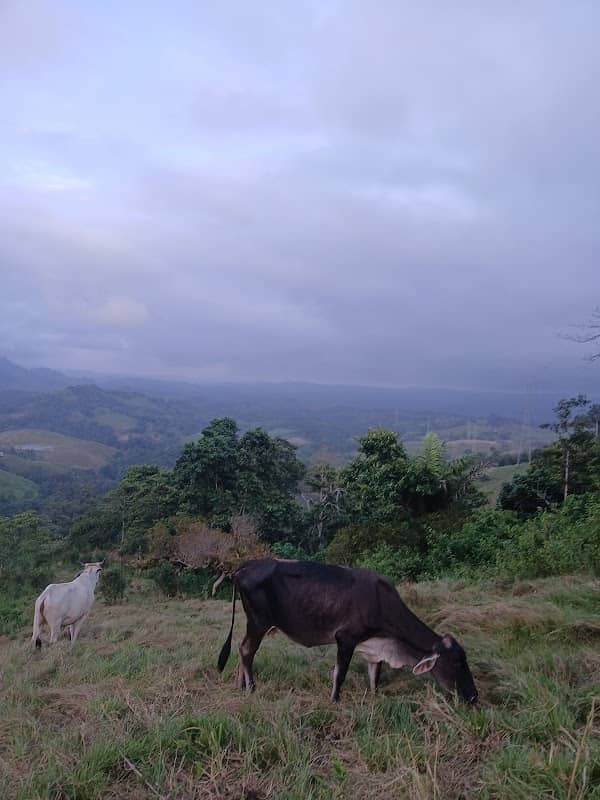 voluntad de dios - Image 2