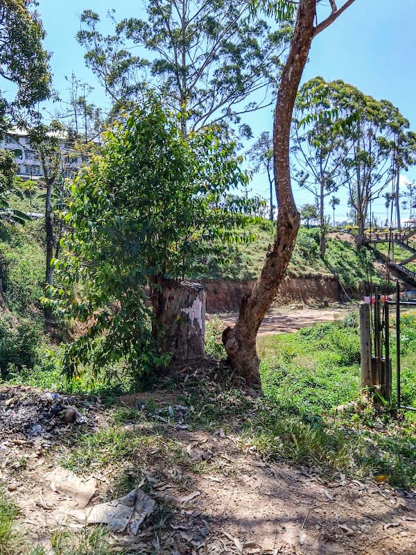Path of nine arch bridge ella - Image 1