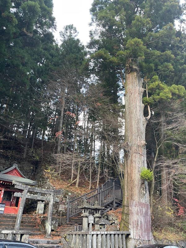 Taro Sugi Japanese Cedar Tree - Image 1