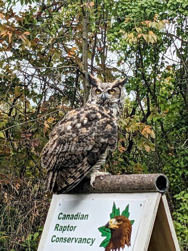 Canadian Raptor Conservancy Inc - Image 3