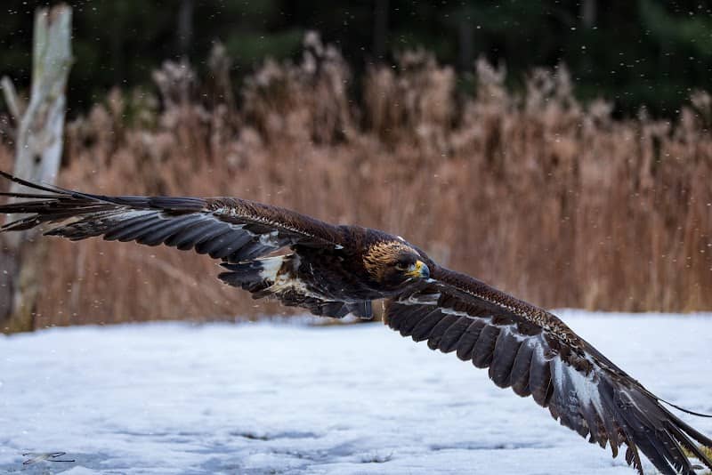 Canadian Raptor Conservancy Inc - Image 2