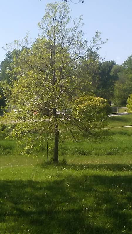 Cherokee Park - Image 1