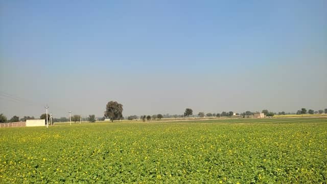 Rammurti Beniwal Farms - Image 1
