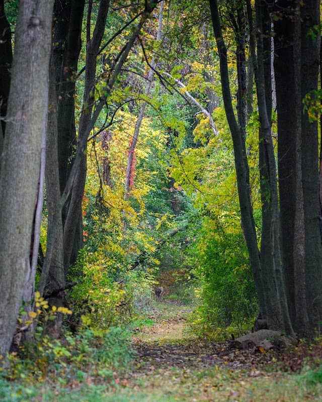 Lake Forest Open Lands: Skokie River Nature Preserve - Image 1